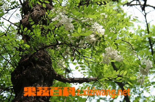 果蔬百科刺槐