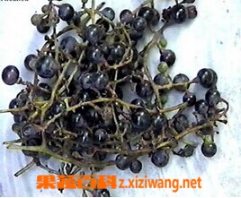 果蔬百科婴奥