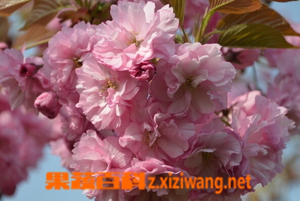 果蔬百科日本晚樱