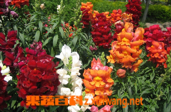 果蔬百科金鱼草