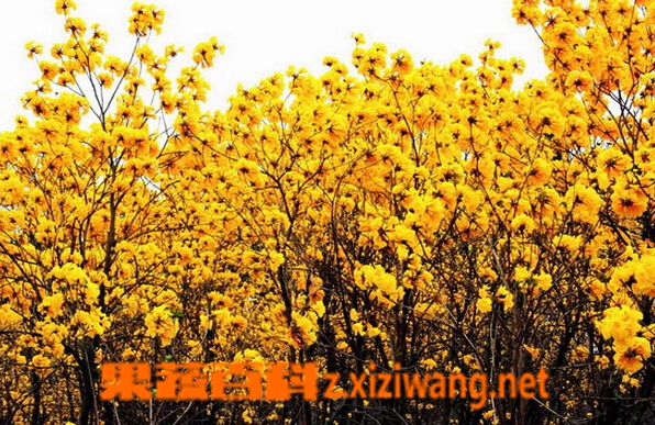果蔬百科黄花风铃木
