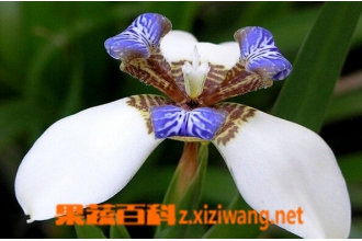 巴西鸢尾的功效与作用