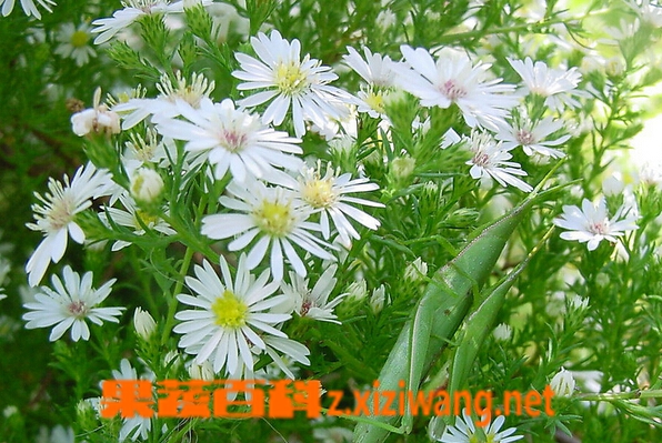 果蔬百科白晶菊