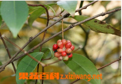 果蔬百科风沙藤