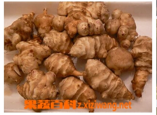 果蔬百科洋姜