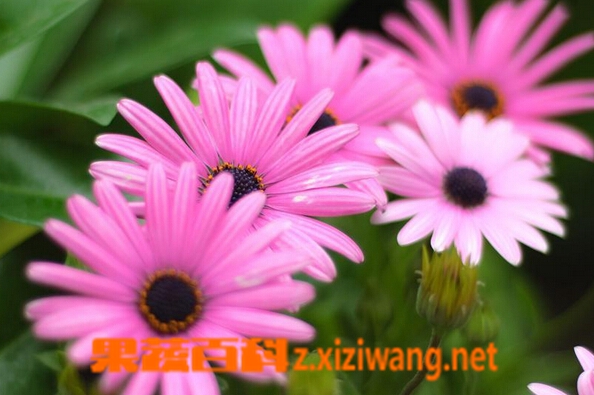 果蔬百科蓝目菊