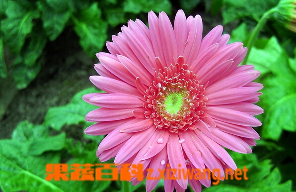 果蔬百科非洲菊