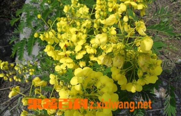 果蔬百科云实