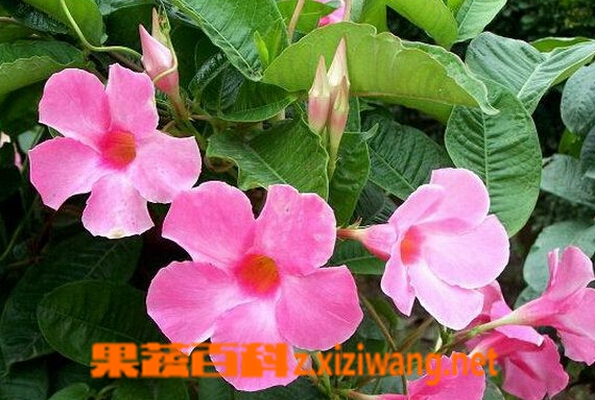 果蔬百科飘香藤