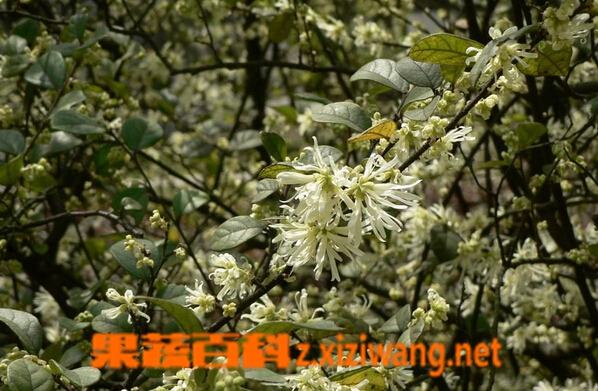 果蔬百科檵木