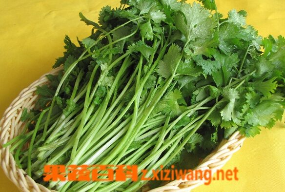 果蔬百科腌香菜