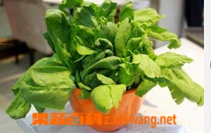 果蔬百科茼花菜