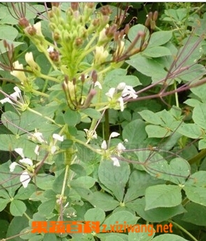 果蔬百科白色花菜