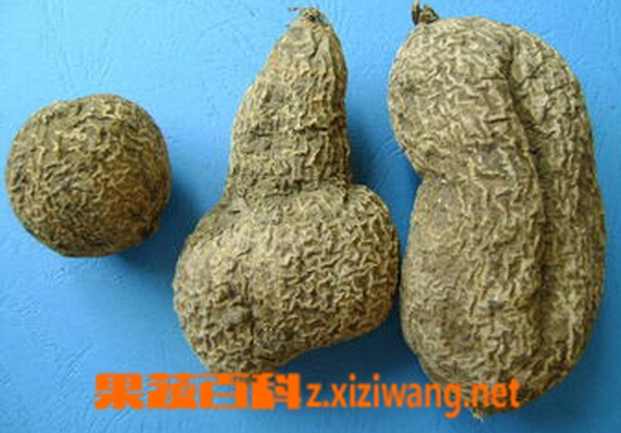 果蔬百科金果榄
