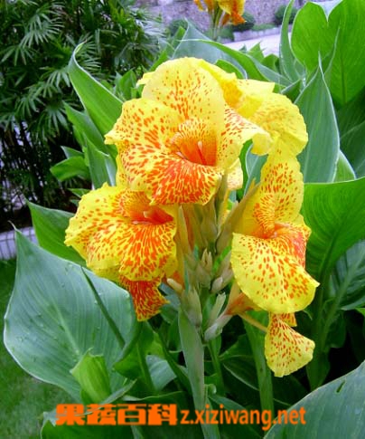 果蔬百科芙蓉葵