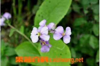 野菜二月兰图片和吃法