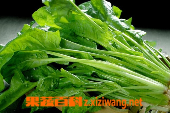 果蔬百科菠菜与能与什么同吃