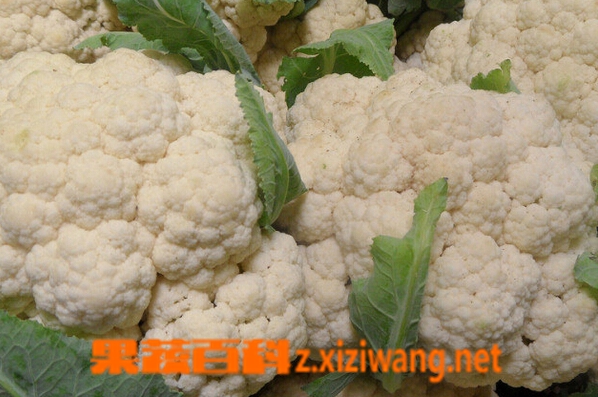 果蔬百科