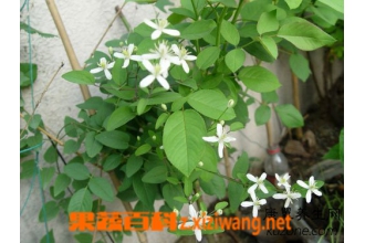 大花威灵仙的功效与作用