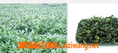 果蔬百科青茶