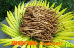 果蔬百科黄花菜