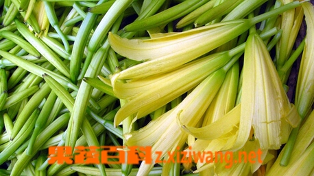 果蔬百科黄花菜