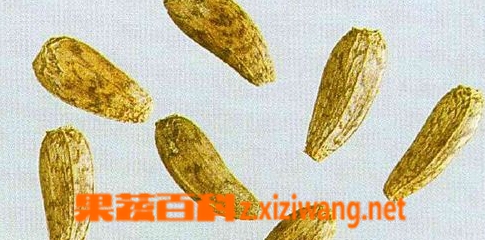 果蔬百科牛蒡子