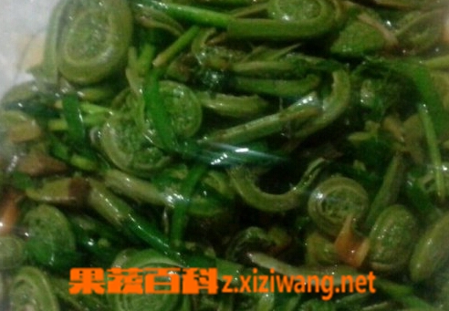 果蔬百科黄瓜香