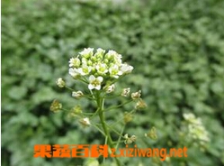 果蔬百科荠菜花