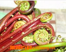 果蔬百科蕨菜