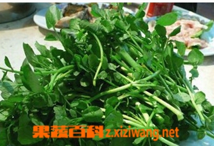 果蔬百科豆瓣菜
