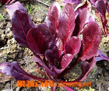 果蔬百科红叶甜菜