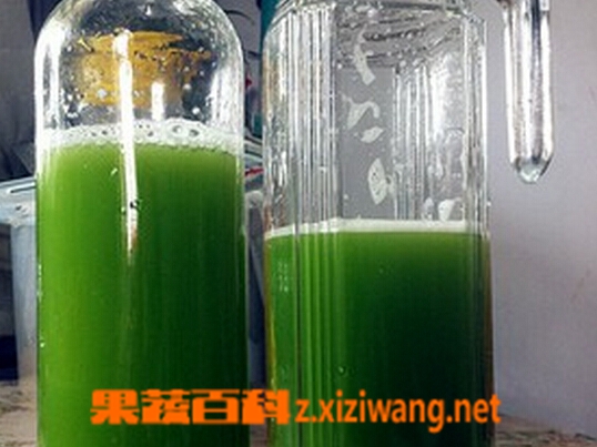 果蔬百科芹菜苦瓜汁