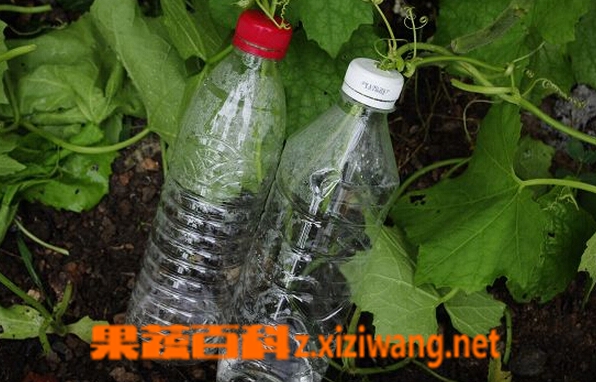 果蔬百科自制丝瓜水