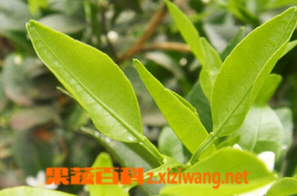 果蔬百科橘子叶泡水喝
