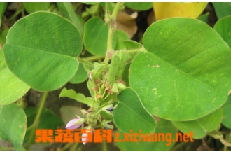 广金钱草的功效与作用