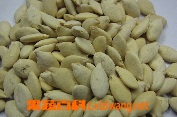 果蔬百科炒冬瓜子