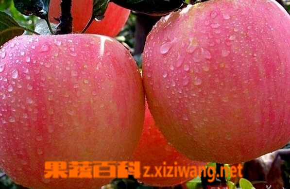 果蔬百科孕妇不吃苹果可以吗