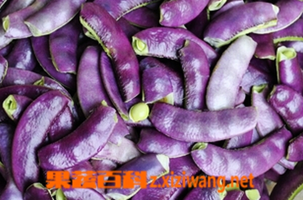 果蔬百科紫色扁豆