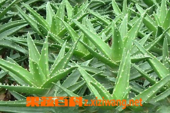 果蔬百科芦荟皮