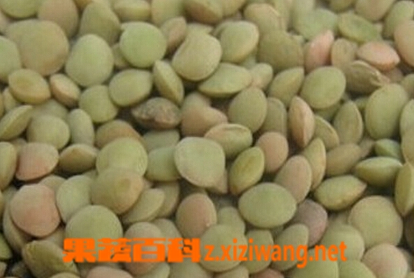 果蔬百科扁豆籽