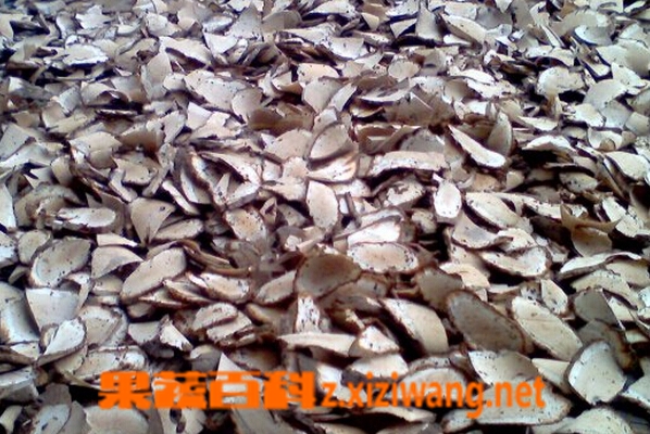 果蔬百科冬瓜根