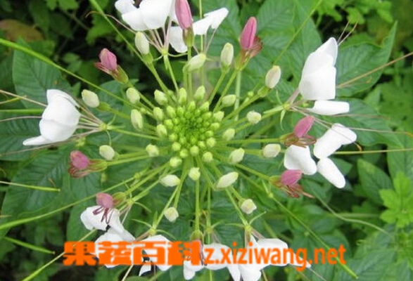 果蔬百科臭花菜