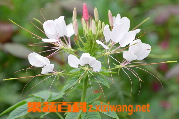 果蔬百科白花菜