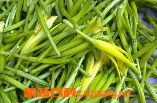 果蔬百科黄花菜中毒