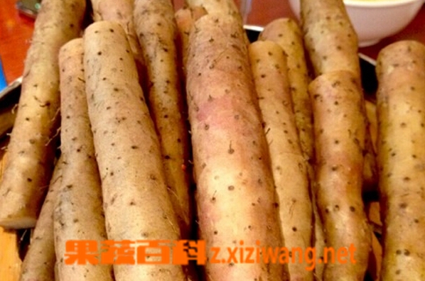 果蔬百科铁杆山药