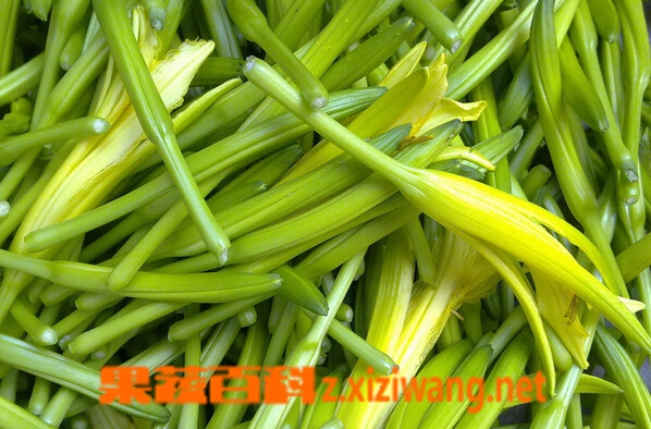 果蔬百科新鲜的黄花菜