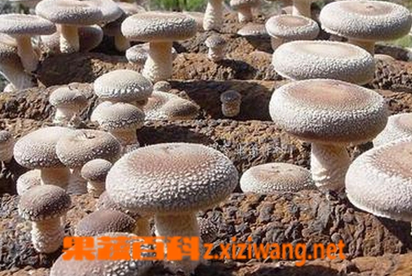 果蔬百科家庭香菇种植