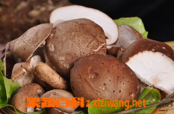 果蔬百科鲜香菇如何保存