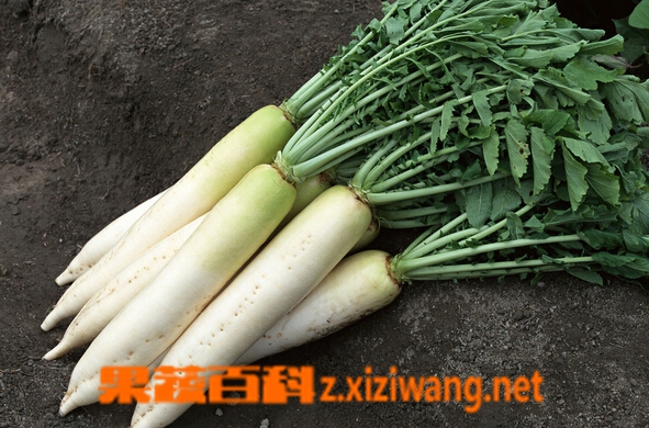 果蔬百科冬季萝卜的储存